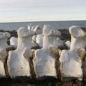 Whale bones washed up on the beach.